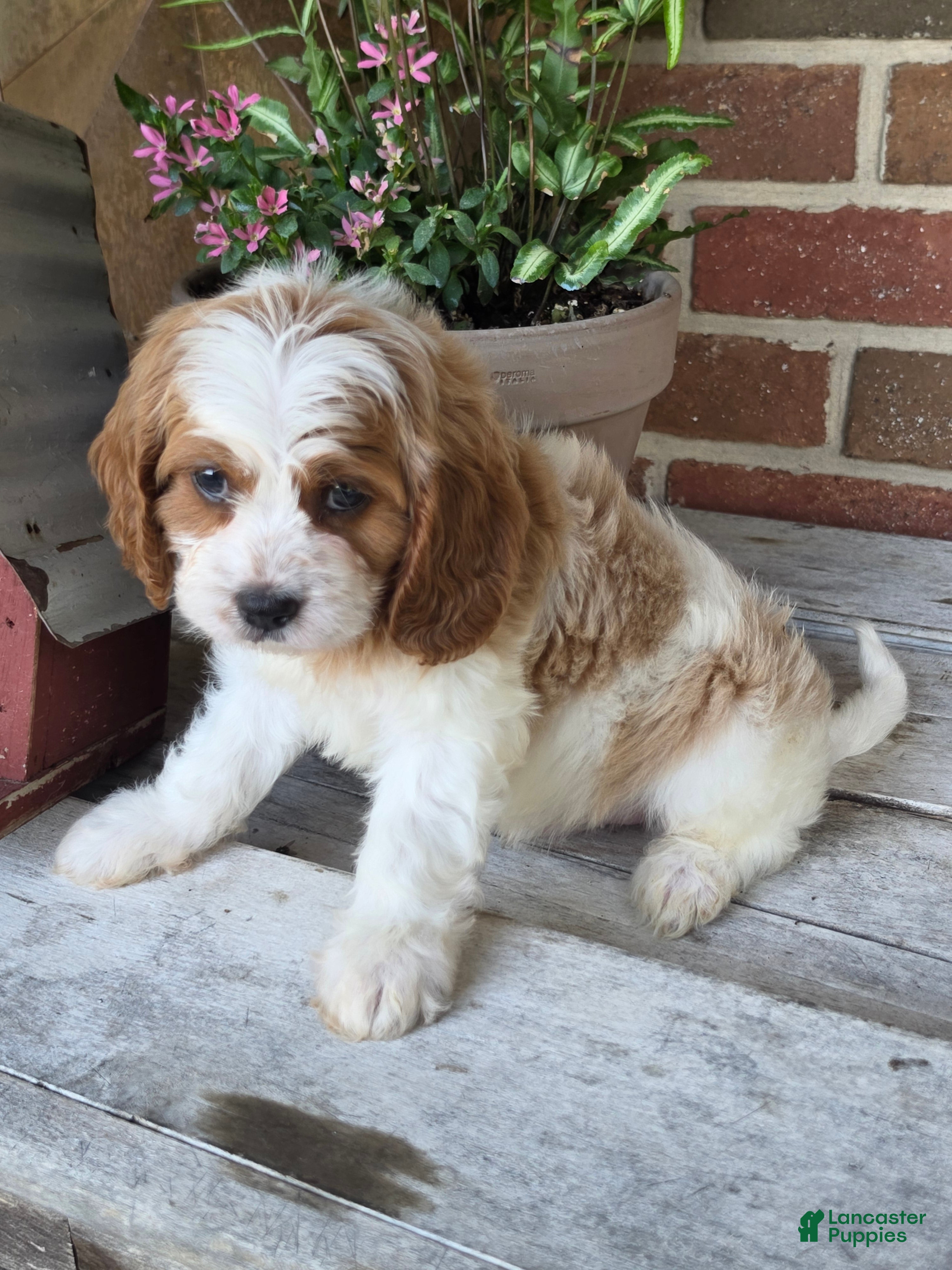 Cavapoo dogs Winston - Ad 2