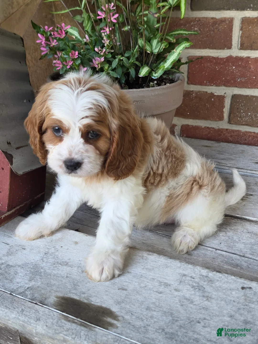Cavapoo dogs for sale: Winston - Ad 2