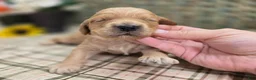 Cockapoo dogs for sale: Knotty - Ad 35