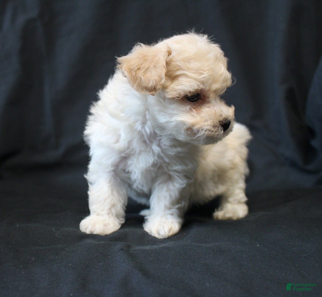 Bichpoo dogs for sale: Bernie - Ad 4