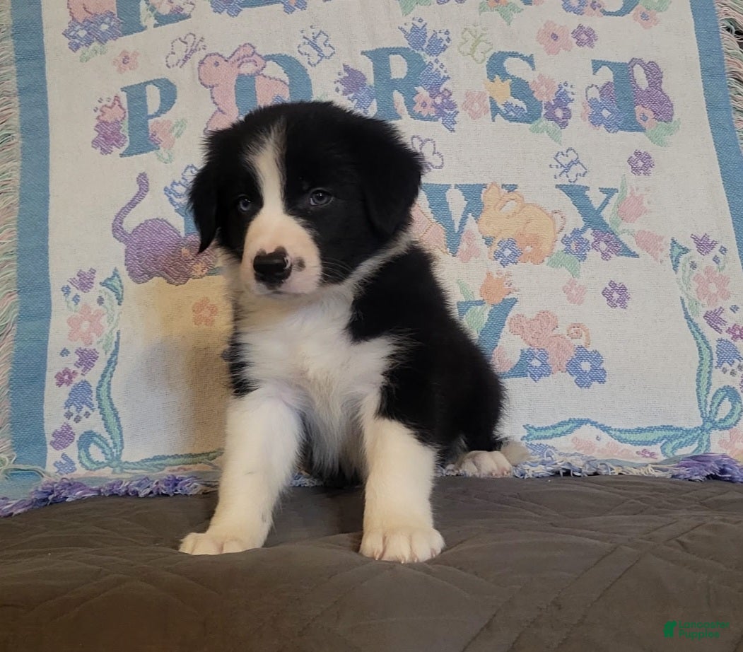 Border Collie dogs Border Collie 1 - Ad 1