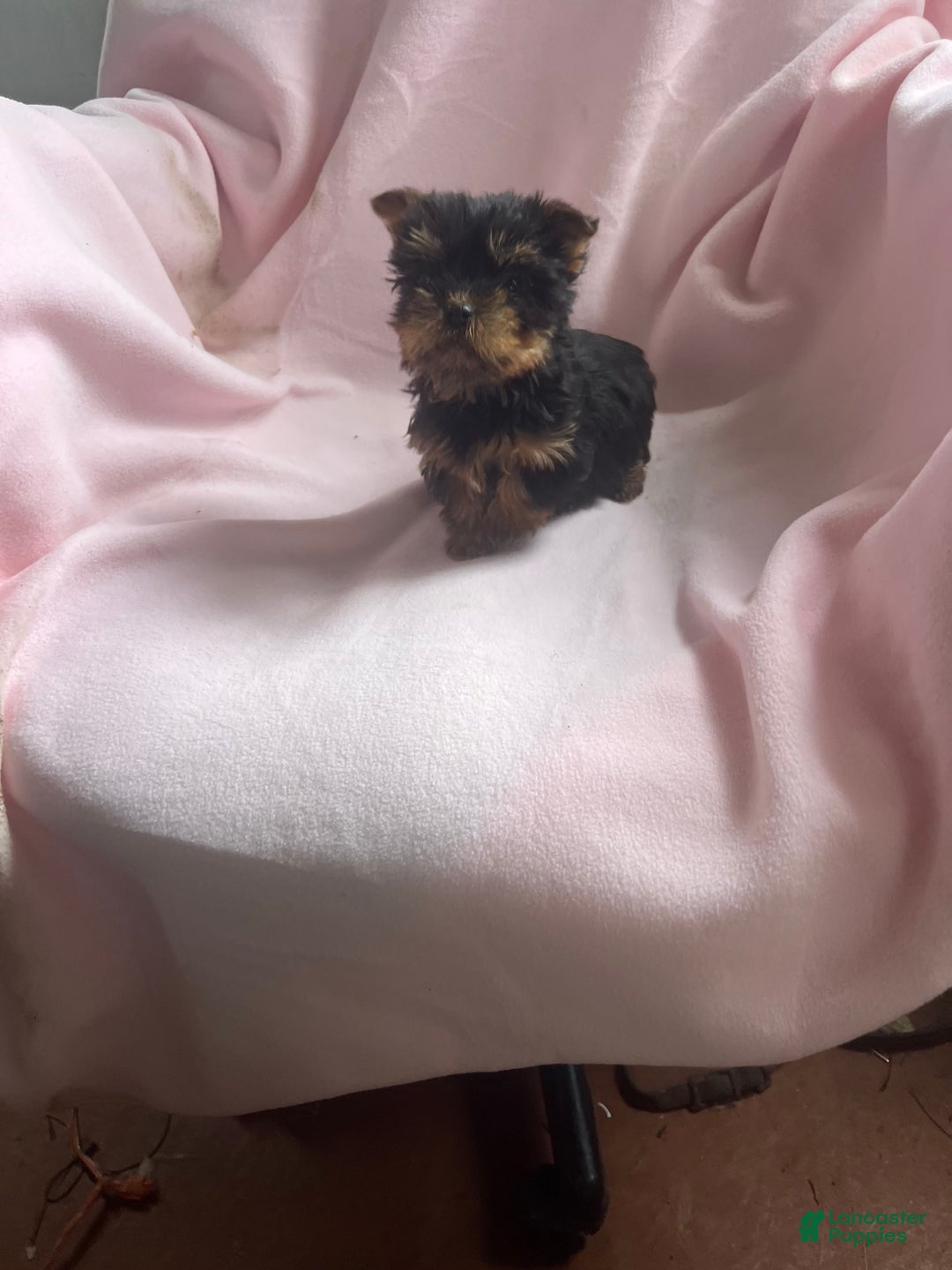 Yorkshire Terrier dogs for sale: Sally Sue - Ad 8
