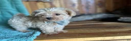 Maltipoo dogs for sale: Maltipoo Puppy 1 - Ad 10