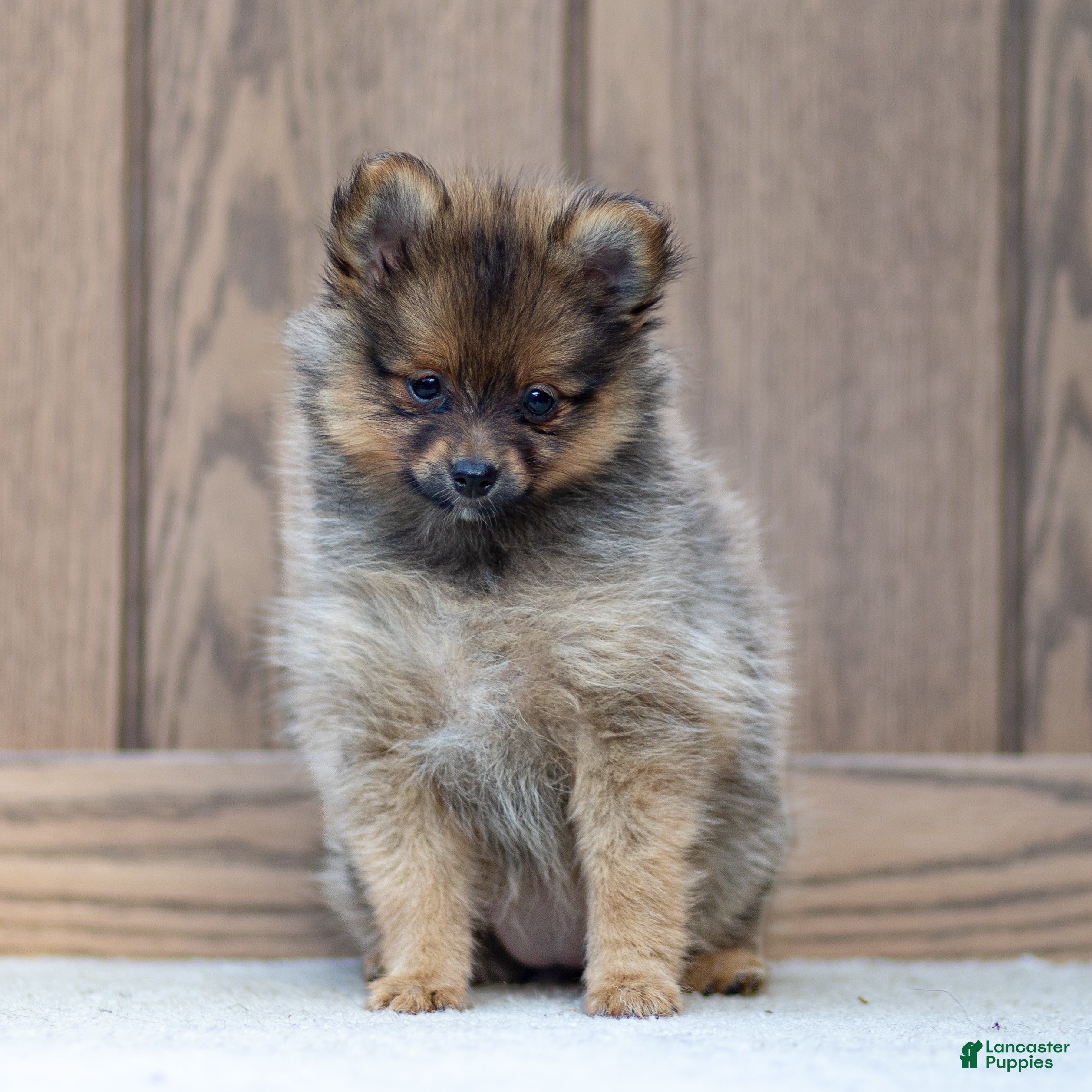 Pomeranian dogs Amber - Ad 2