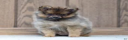 Pomeranian dogs for sale: Amber - Ad 2