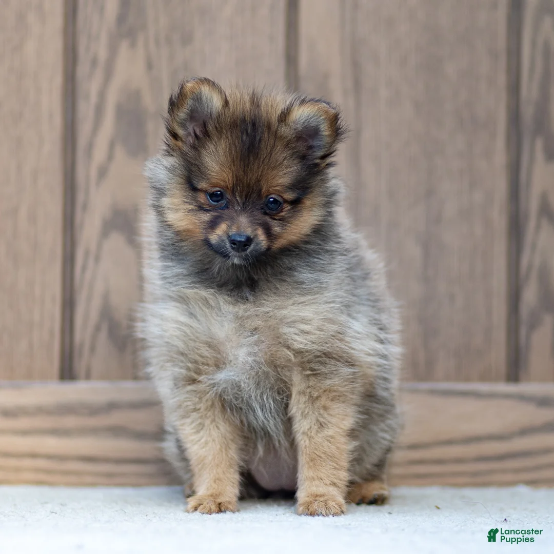 Pomeranian dogs for sale: Amber - Ad 2