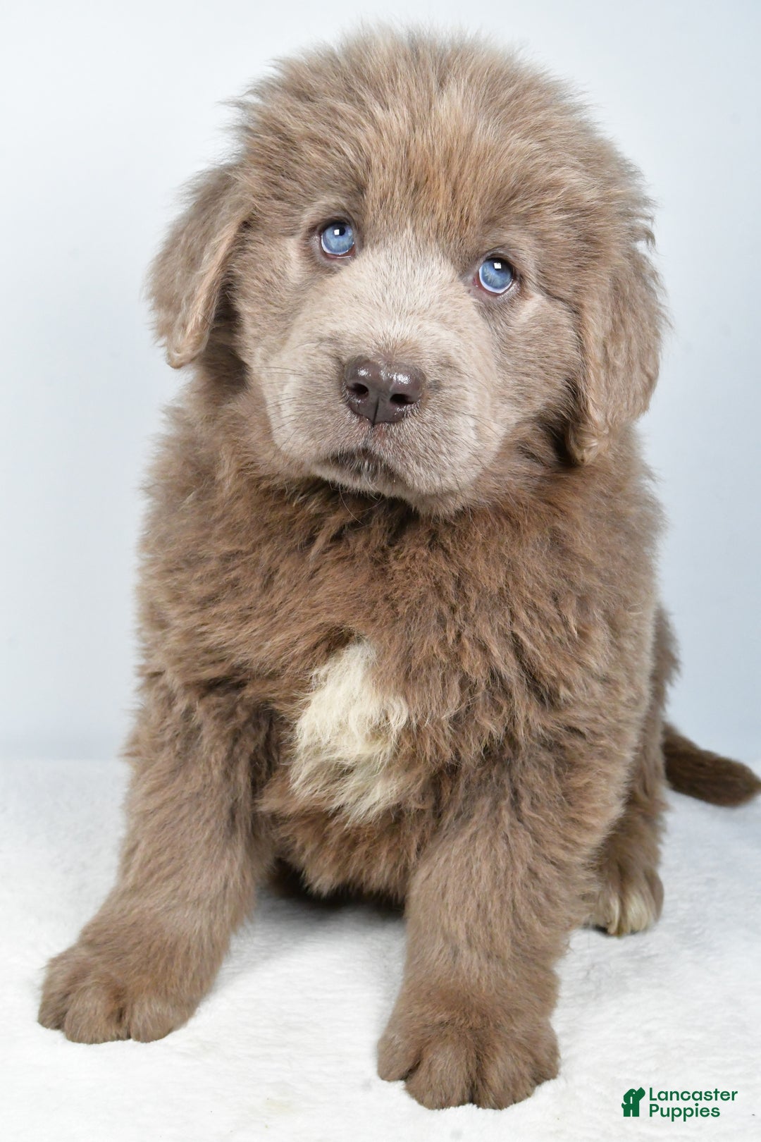 Newfoundland dogs for sale: Daisy - Ad 6