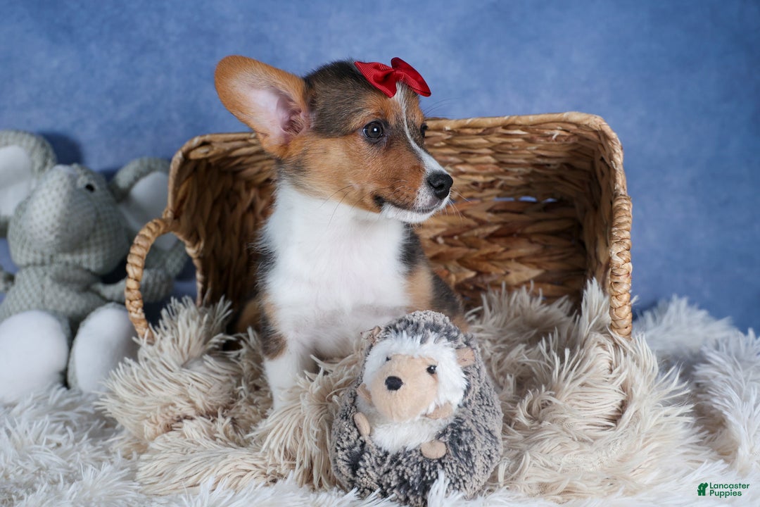 Welsh Corgi Pembroke dogs for sale: Leo - Ad 9