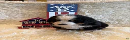 Bernese Mountain Dog dogs for sale: John - Ad 11