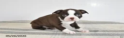 Boston Terrier dogs for sale: Flora - Ad 3