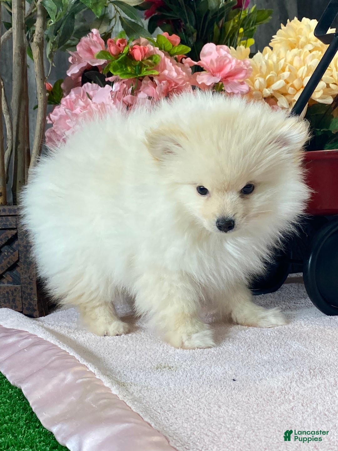 Pomeranian dogs for sale: Pete - Ad 6