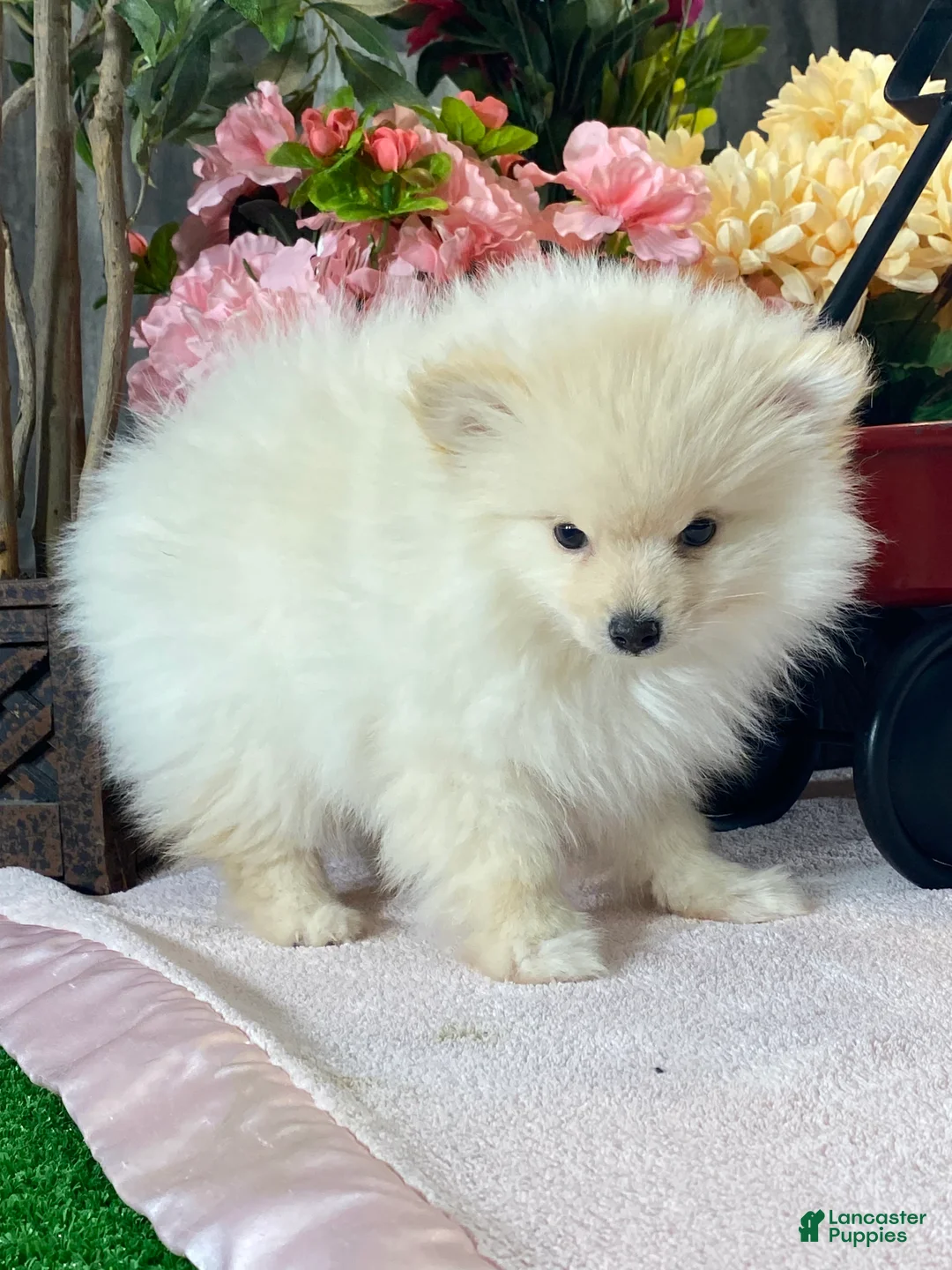 Pomeranian dogs for sale: Pete - Ad 6