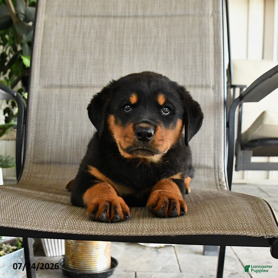 Rottweiler dogs Major - Ad 1