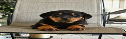 Rottweiler dogs for sale: Major - Ad 1