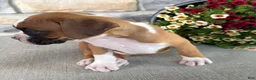 Boxer dogs for sale: Dan - Ad 7