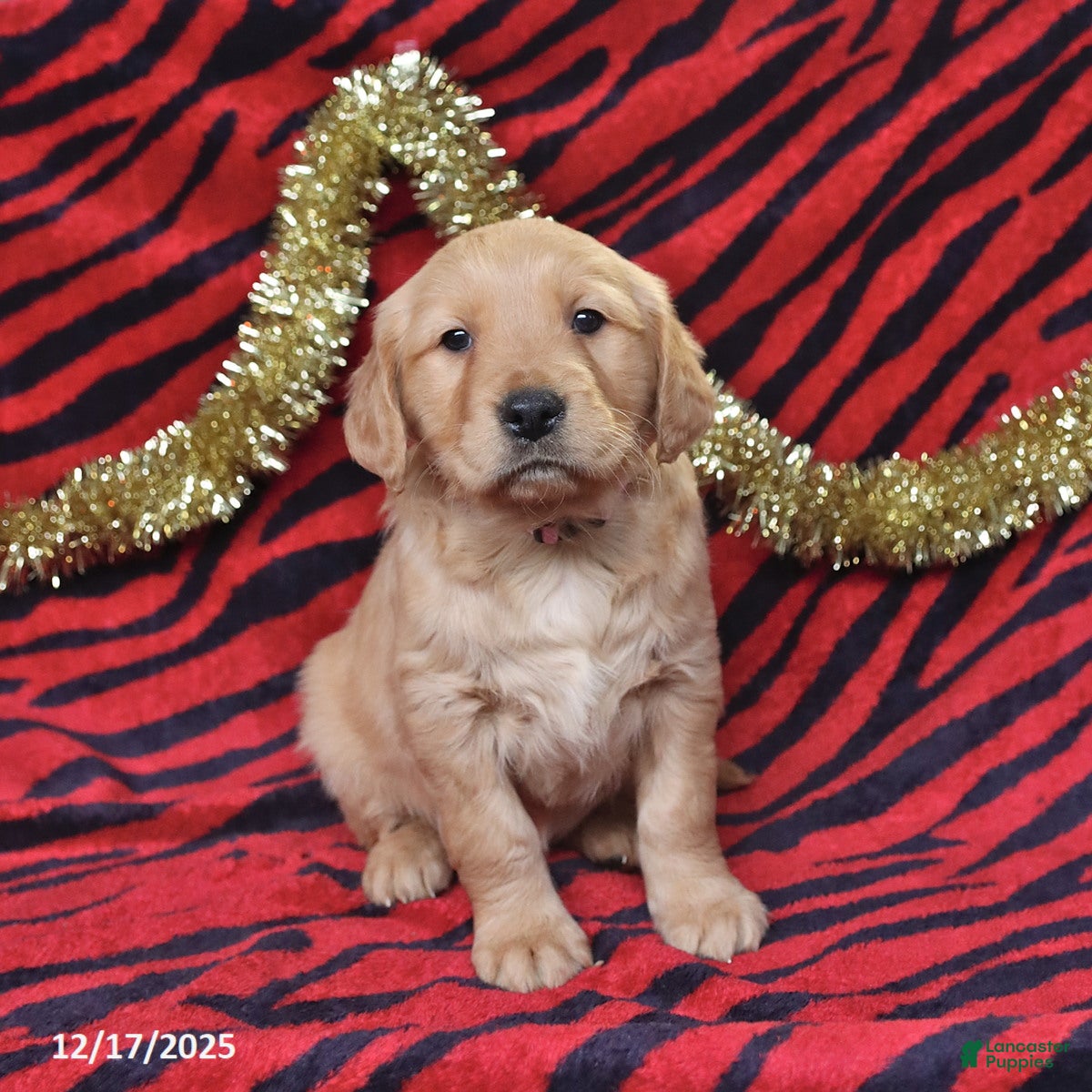 Golden Retriever dogs Rhoda - Ad 21