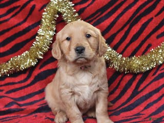 Golden Retriever dogs Rhoda - Ad 37