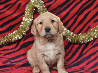 Golden Retriever dogs Rhoda - Ad 6