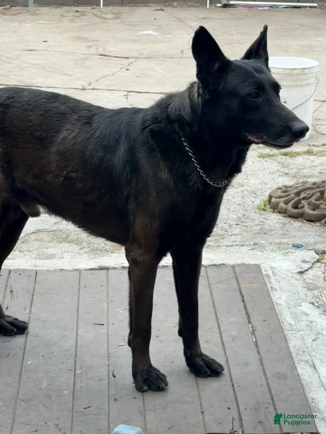 Mixed Breed dogs for sale: Mixed Breed Puppy 3 - Ad 2