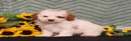 Miniature Poodle dogs for sale: Yale - Ad 3