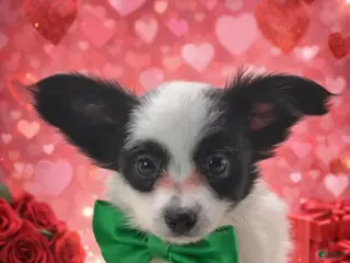 Papillon dogs Orange boy(Snoopy) - Ad 37