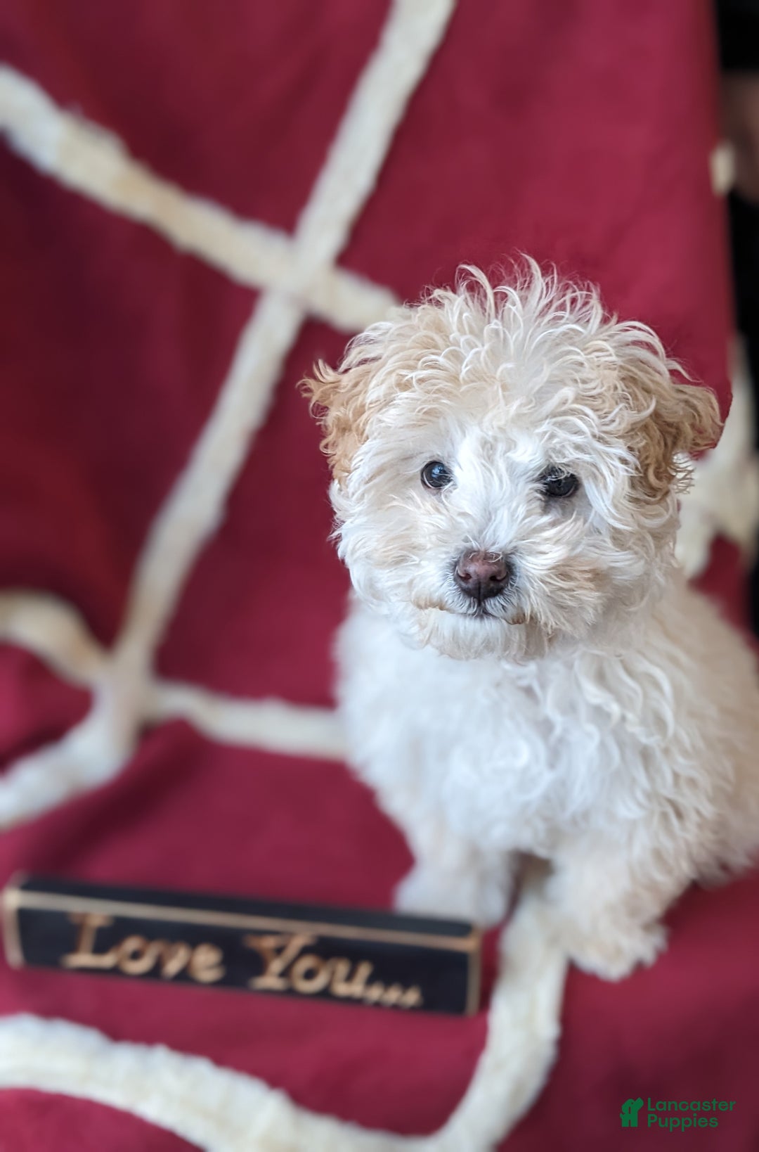 Mini Bernedoodle dogs for sale: Aurora "Rory" - Ad 3