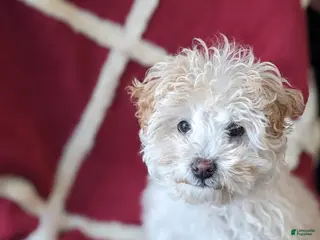 Mini Bernedoodle dogs Aurora "Rory" - Ad 9