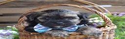 Morkie dogs for sale: Felix - Ad 7