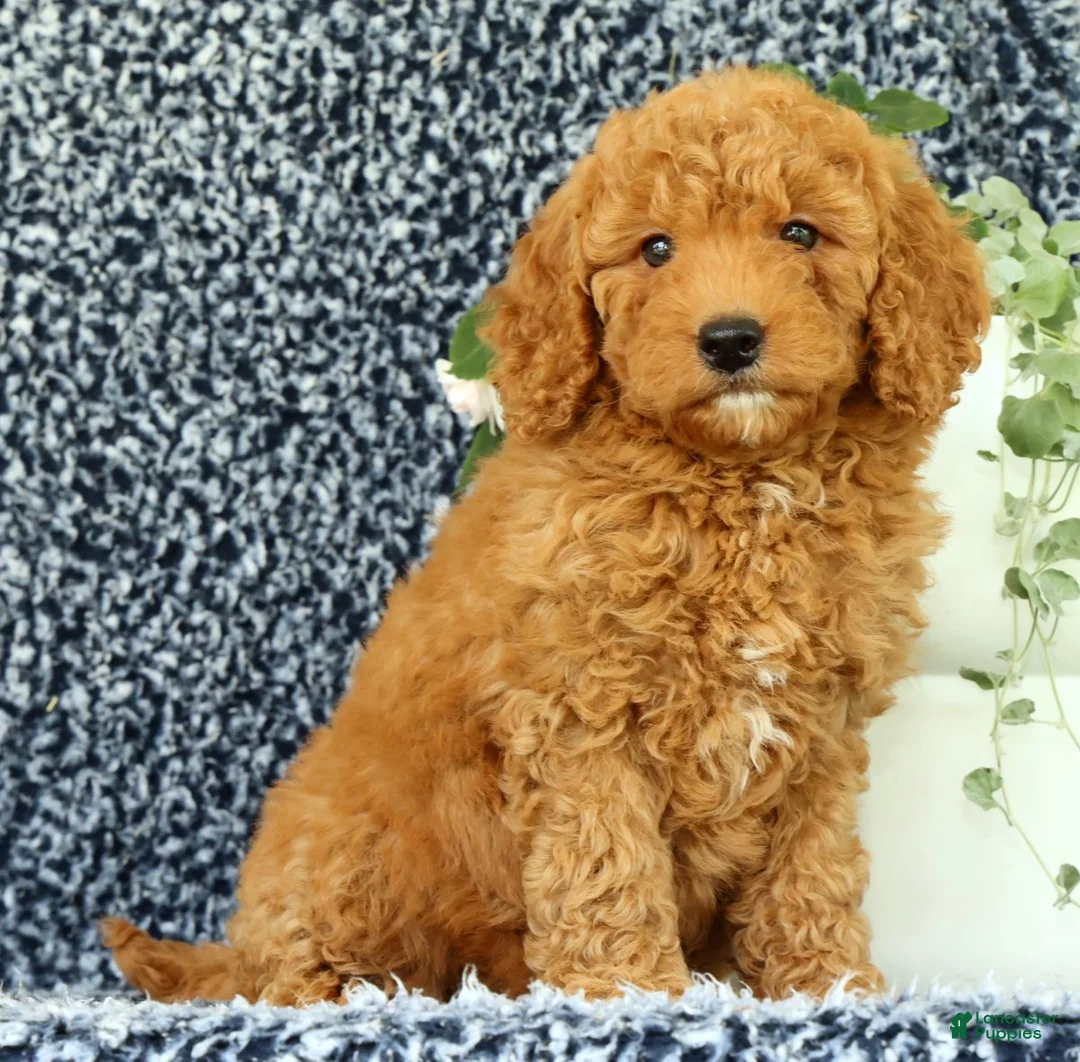 Mini Goldendoodle dogs for sale: Vanessa - Ad 1
