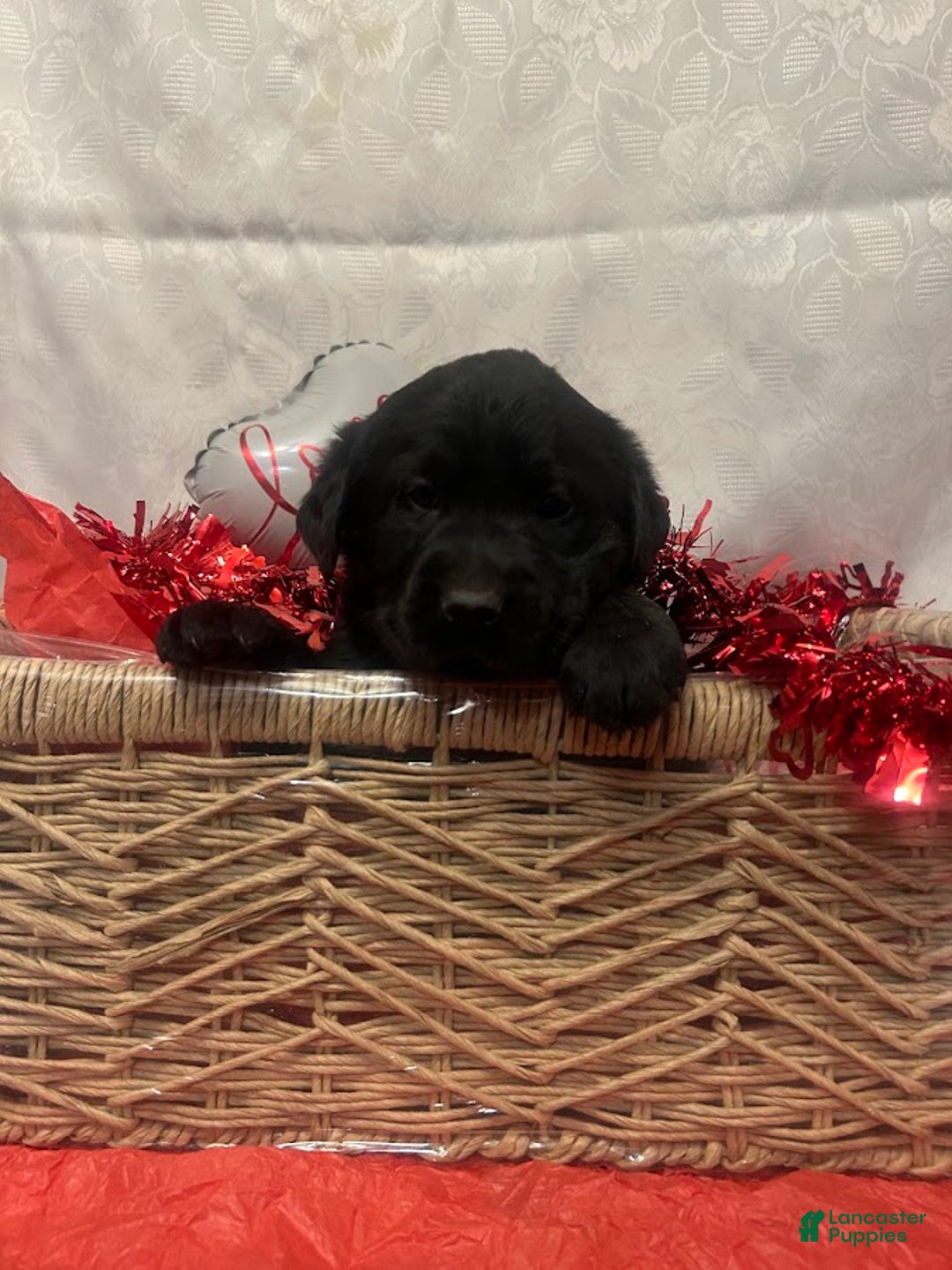 Labrador Retriever dogs for sale: Shadow - Ad 4