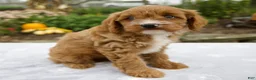 Cavapoo dogs for sale: Tessa - Ad 4