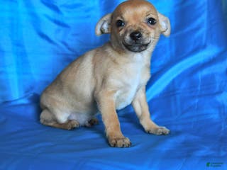 Chihuahua dogs Sprite - Ad 7