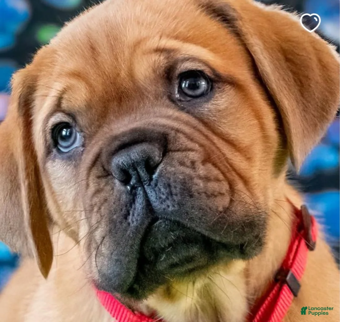 Dogue De Bordeaux dogs for sale: Dogue De Bordeaux Puppy 2 - Ad 1