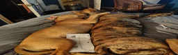 Mixed Breed dogs for sale: Squeeks - Ad 3