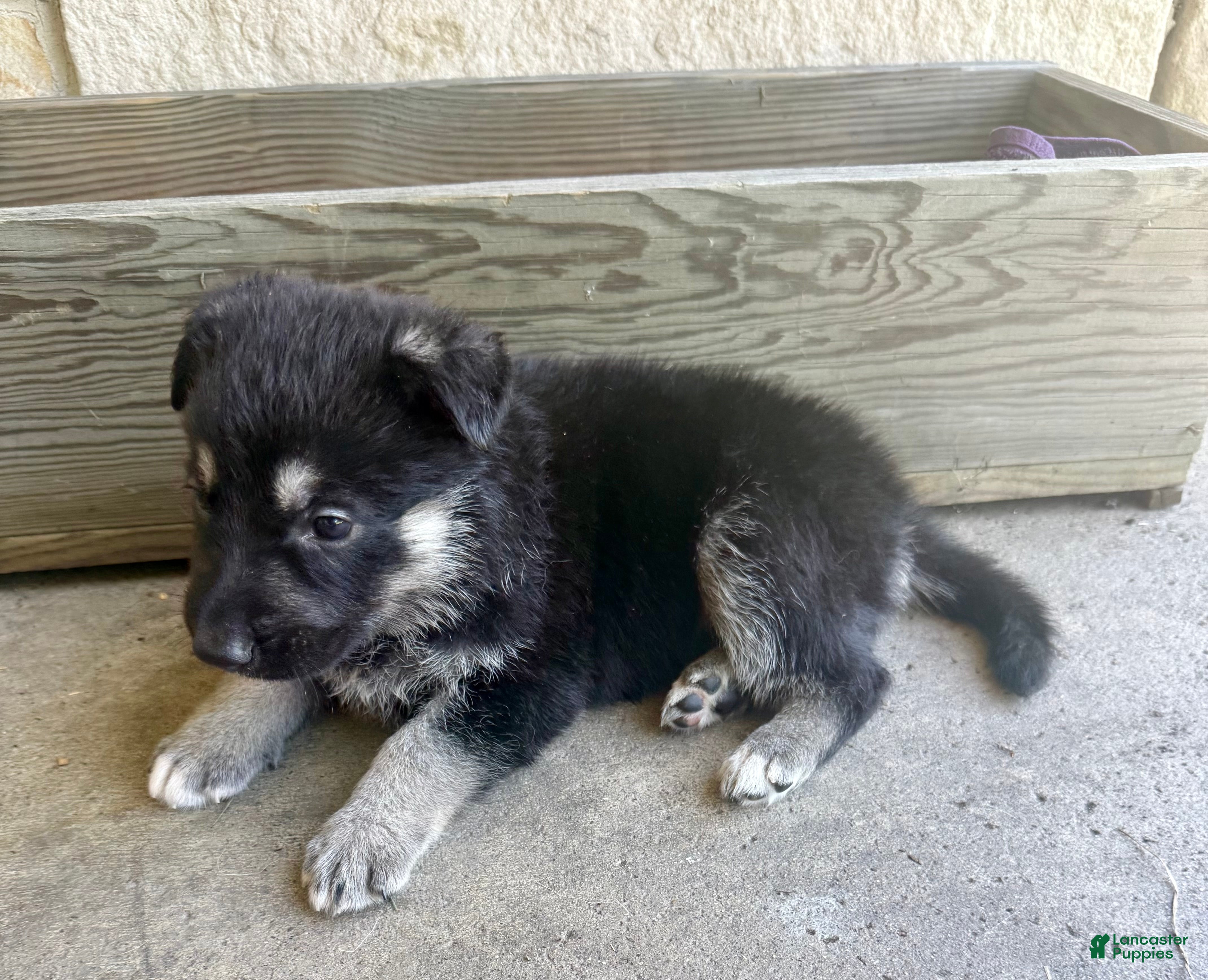 German Shepherd dogs MJ - Ad 2