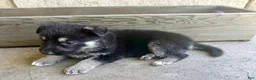 German Shepherd dogs for sale: MJ - Ad 2