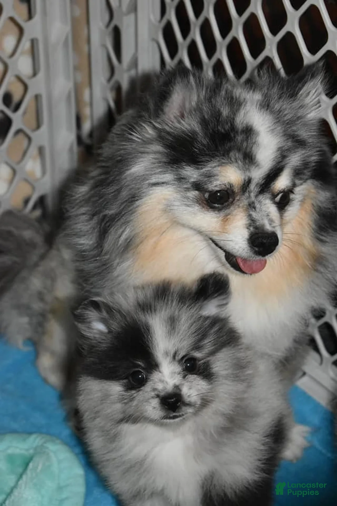 Gallery Image {{count}}