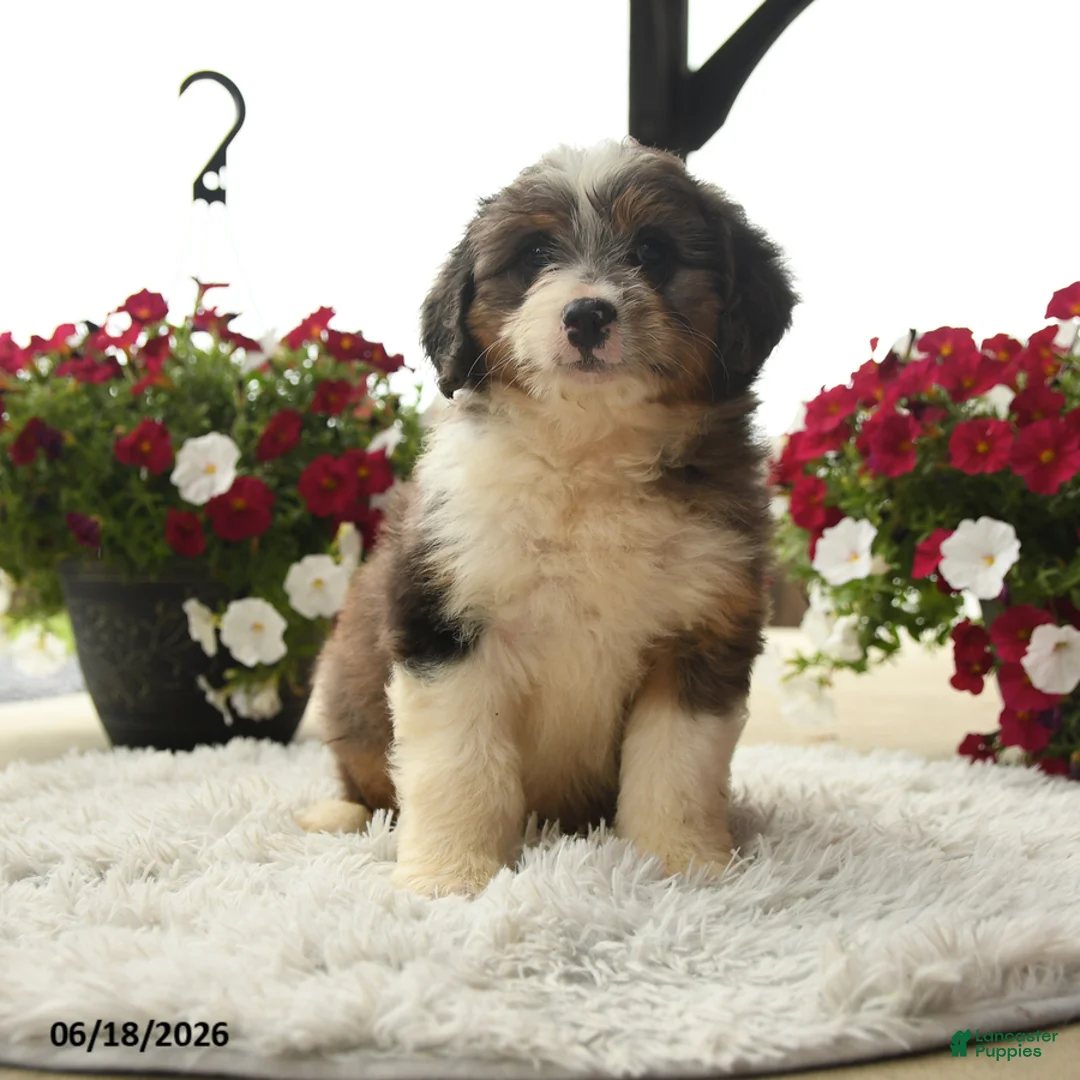 Aussiedoodle dogs for sale: Harvey - Ad 1