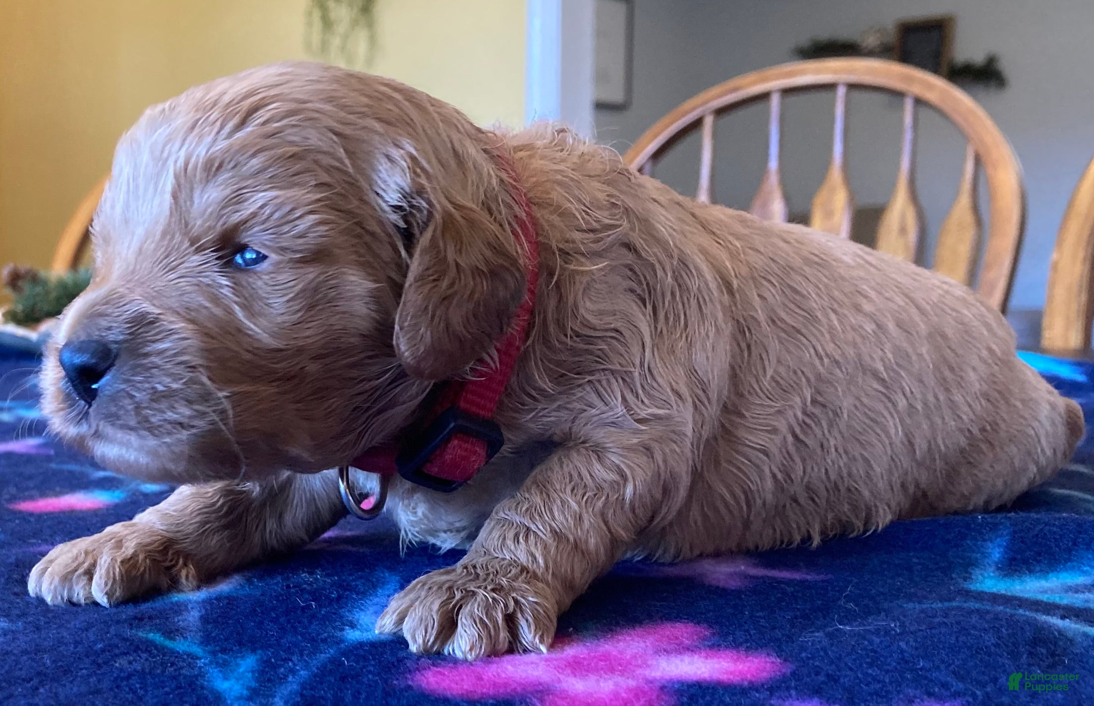 Labradoodle dogs Simba - Ad 30