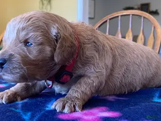 Labradoodle dogs Simba - Ad 32