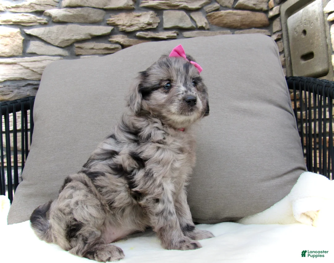 Mini Goldendoodle dogs for sale: Kayla - Ad 1