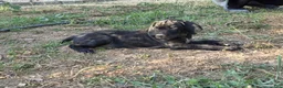 German Shorthaired Pointer dogs for sale: Mini You - Ad 3