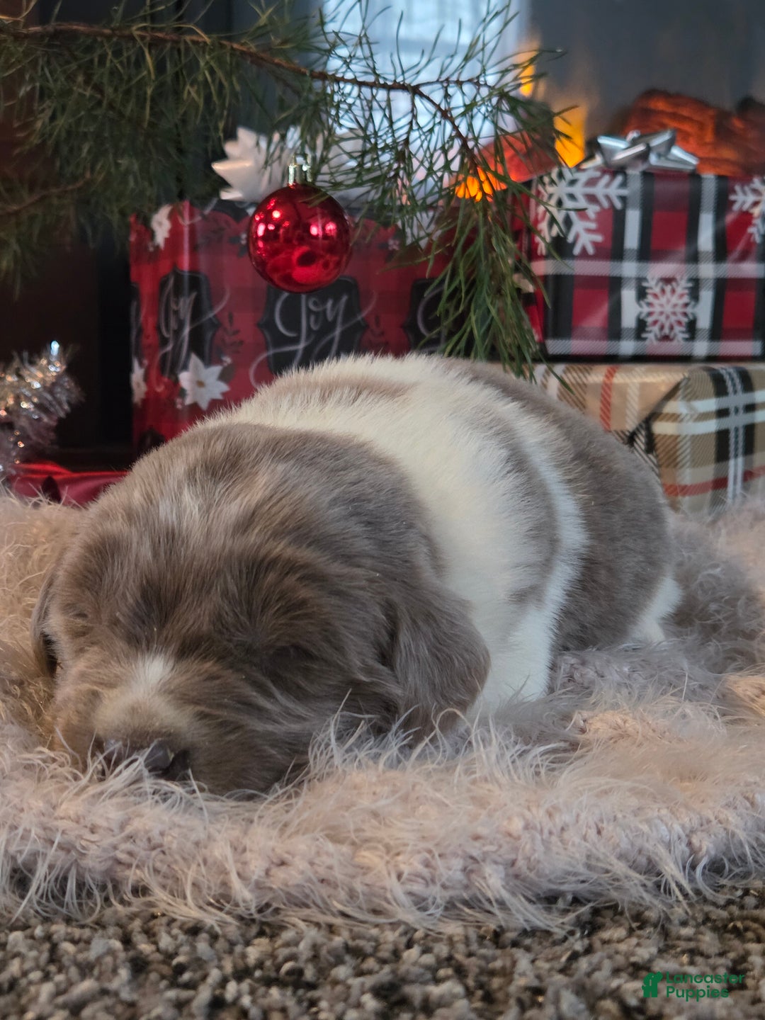 Newfoundland dogs for sale: Crystal  - Ad 2