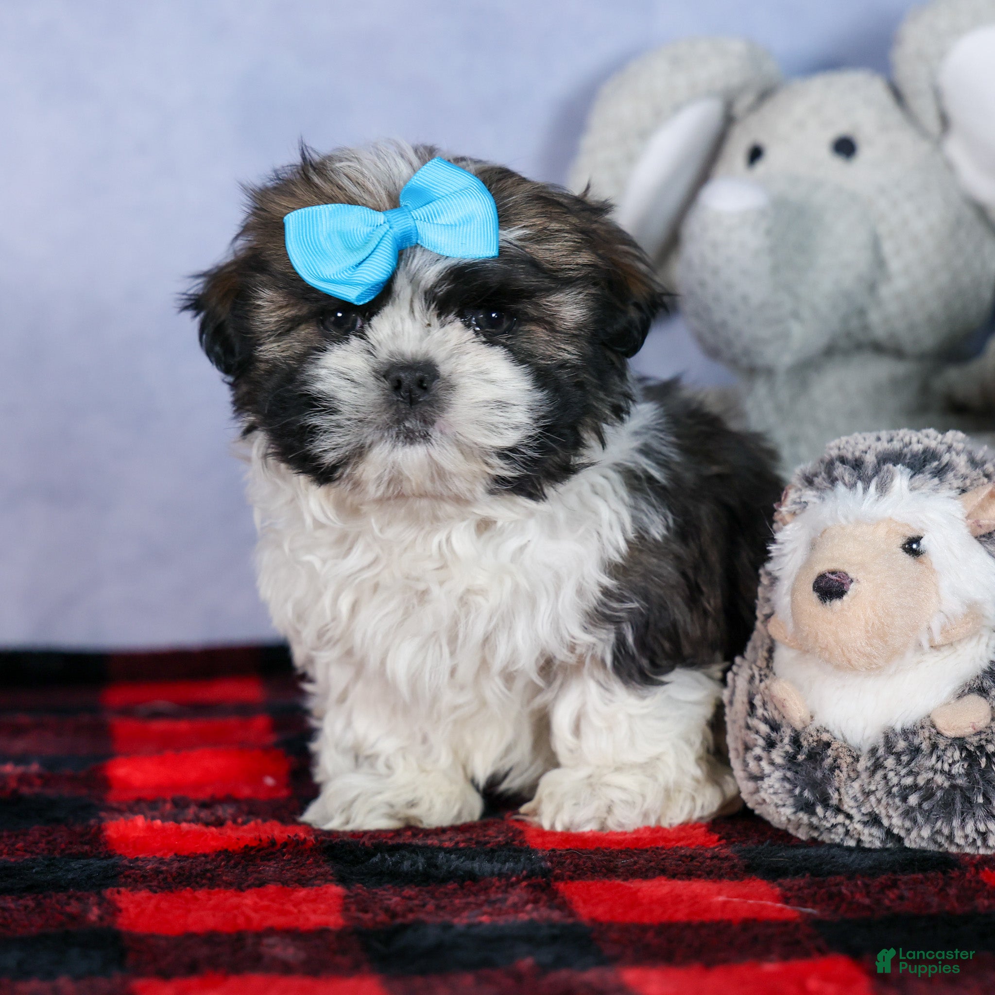 Shih Tzu dogs MOOSE - Ad 16