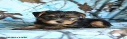 Yorkshire Terrier dogs for sale: Greg - Ad 4