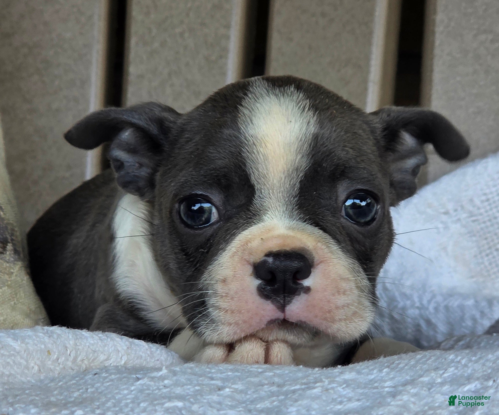 Boston Terrier dogs Rosie - Ad 2