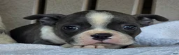 Boston Terrier dogs for sale: Rosie - Ad 2
