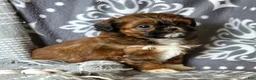 Shihpoo dogs for sale: Barbie - Ad 6