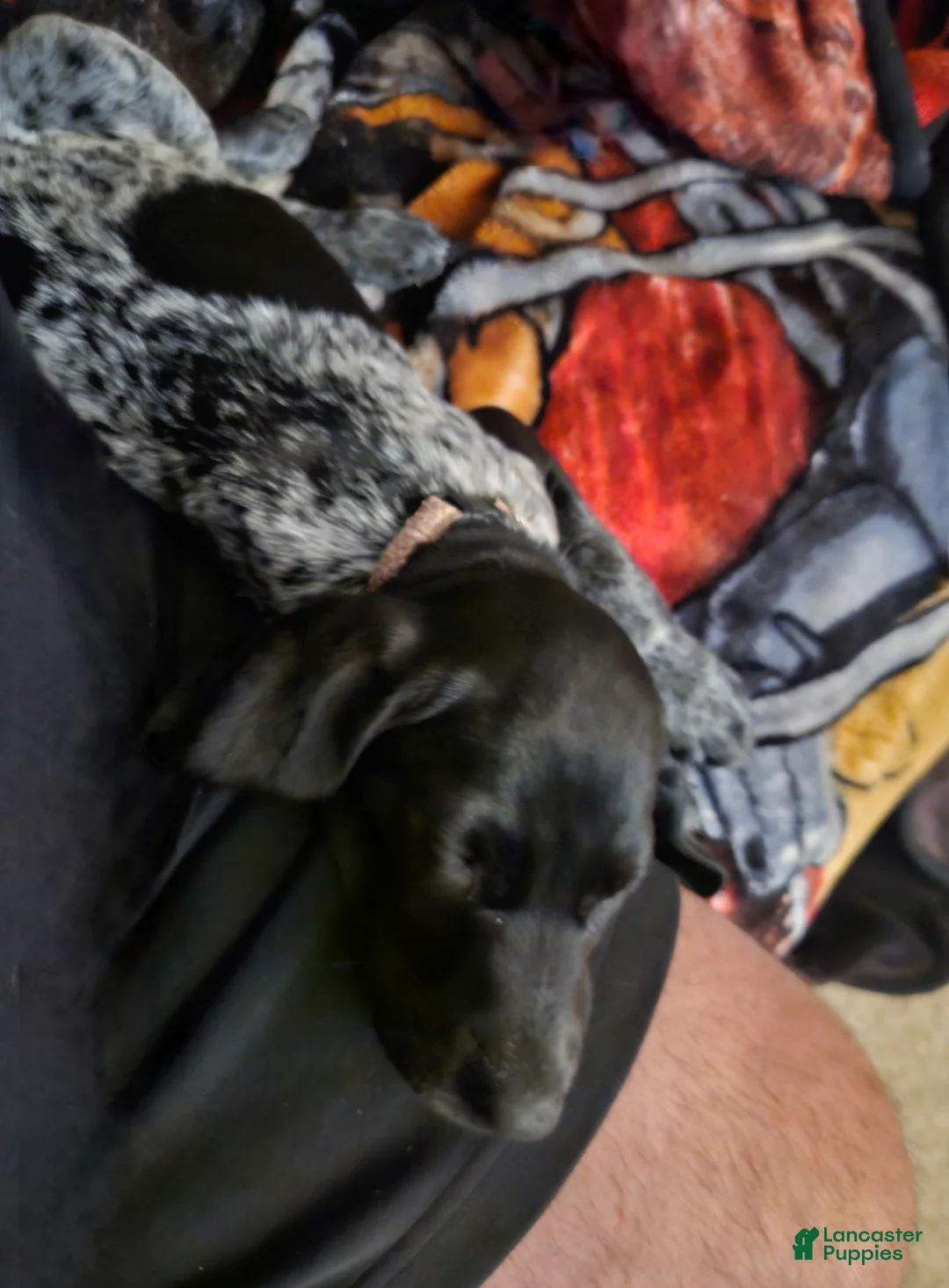 German Shorthaired Pointer dogs for sale: German Shorthaired Pointer Puppy 1 - Ad 2