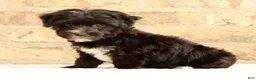 Yochon dogs for sale: Ollie - Ad 4